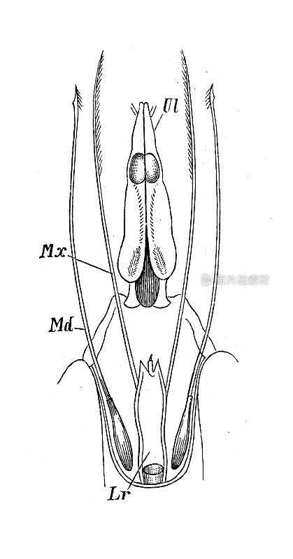 仿古生物动物学图像:灰Nepa cinerea